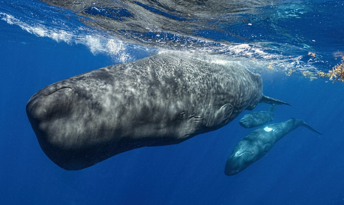 Photo of Spermwhale