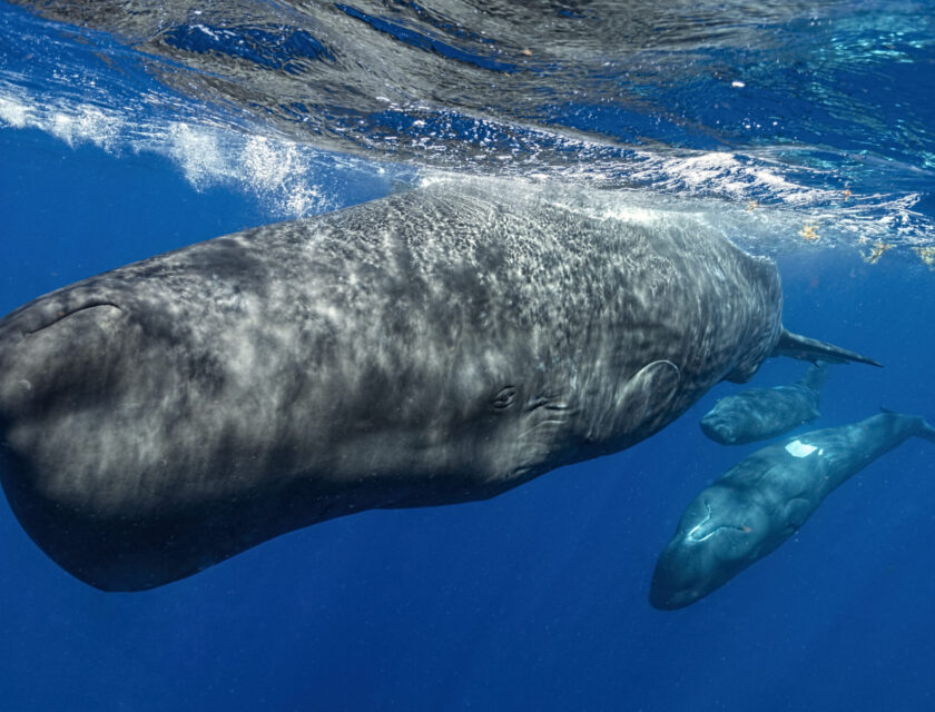 Spermwhale Photo of Spermwhale