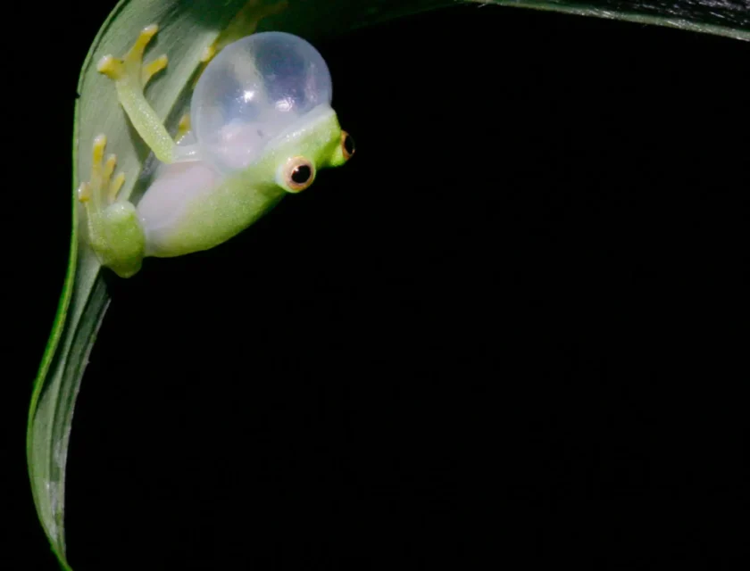 15rodriguez-macfarlane-fzmt-superJumbo Jesse Delia/American Museum of Natural History, NYT via AP