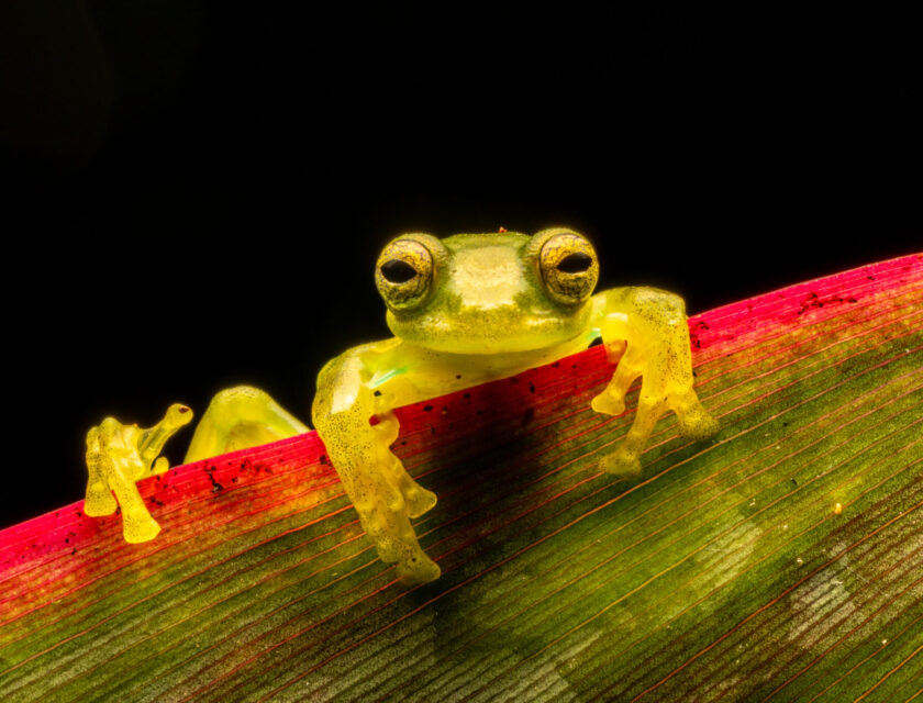 Jon G. Fuller, Universal Images Group (Getty)