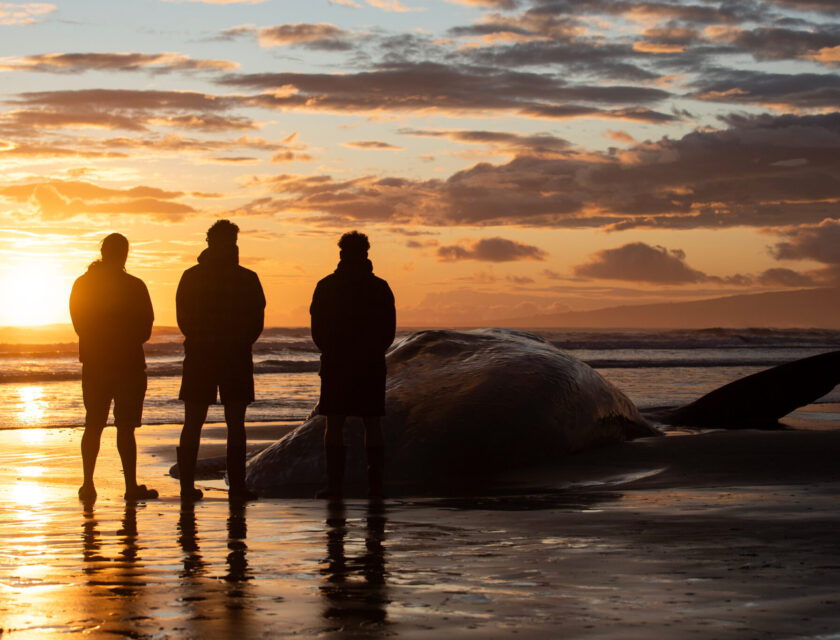 Dead Sperm Whale At New Brighton Sanka Vidanagama/NurPhoto via Getty